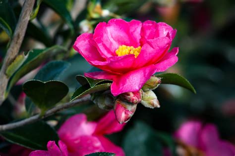 The captivating spell of fall magic camellias